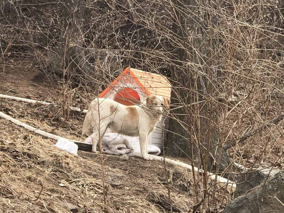 현재 비구협 포천쉼터 주변에는 근처를 맴돌며 포획되지 않는 유기견 20여 마리가 살고 있다. 김지숙 기자 suoop@hani.co.kr