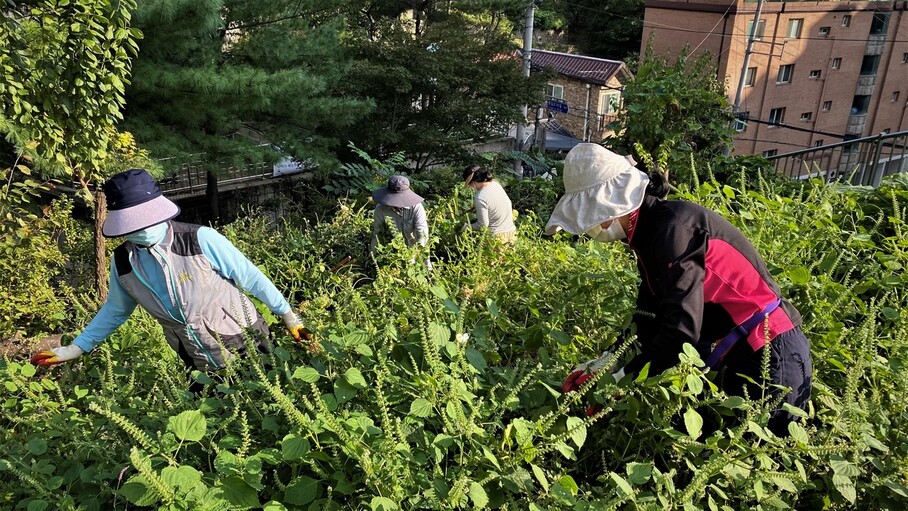 서울 종로구 무악현대아파트 주민들이 단지 텃밭에서 들깻잎을 따고 있다. 채동균씨 제공