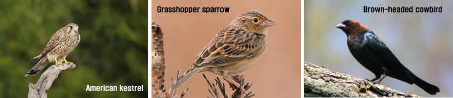 기후변화 영향으로 새들의 산란 시기도 100년 전에 비해 크게 앞당겨지고 있다. 아메리카황조롱이(American kestrel)는 50.34일, 북미산 참새(Grasshopper sparrow) 44.67일, 갈색머리찌르레기(Brown-headed cowbird)는 40.82일 일찍 첫 알을 낳았다. 위키미디어커머스