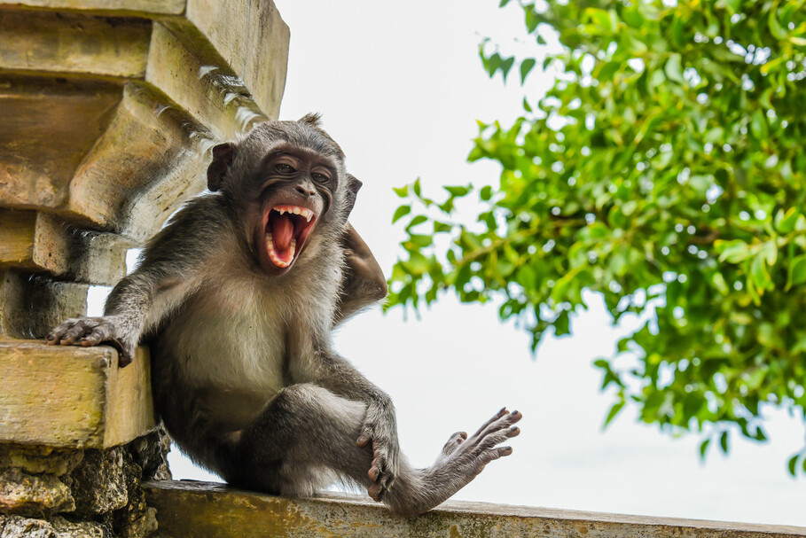 © Luis MartÃ­ CancÃºn/The Comedy Wildlife Photography Awards 2020