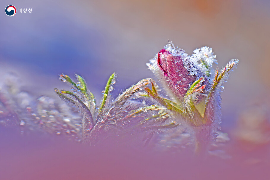 2019년 4월 초 따뜻한 봄날 이른 아침, 서리를 맞은 할미꽃의 모습. 제39회 기상기후 사진·영상 공모전에서 은상을 수상한 김영곤씨의 작품이다. 기상청 제공