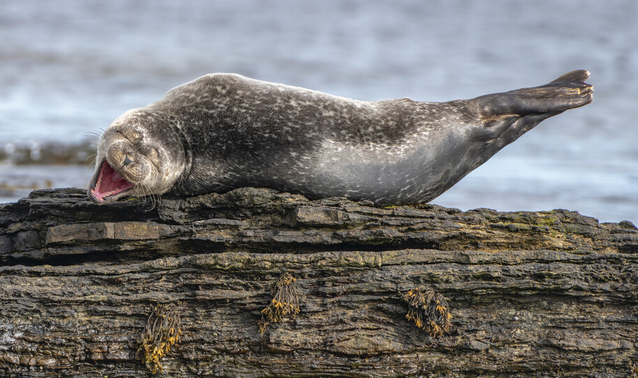 © Ken Crossan/The Comedy Wildlife Photography Awards 2020