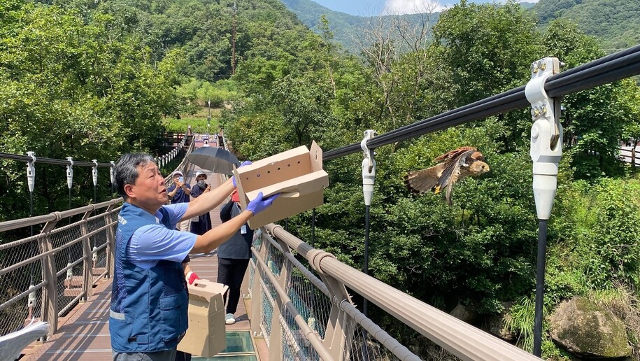 방생되는 황조롱이. 경기도 제공