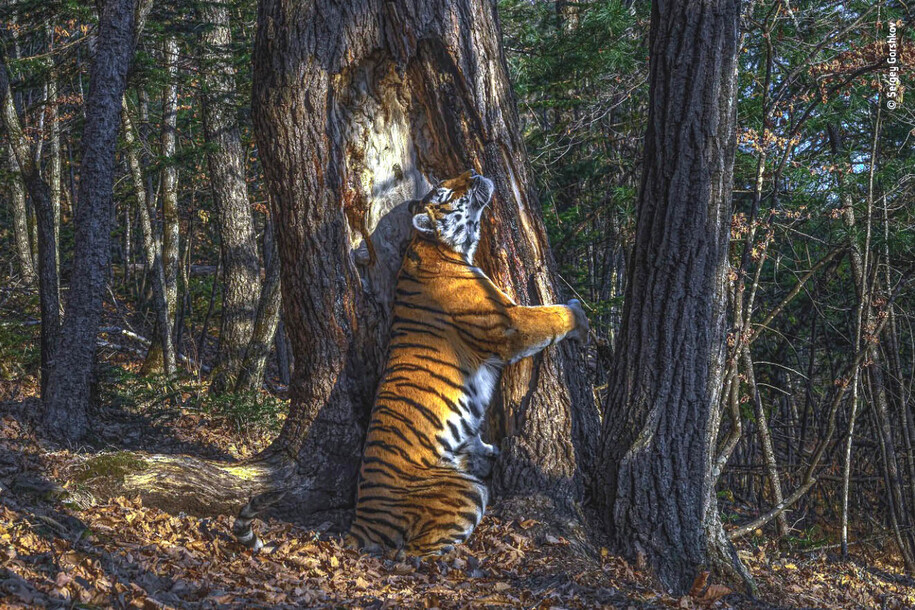 연해주 표범의 땅 국립공원에 설치한 무인카메라로 촬영한 암컷 아무르호랑이의 냄새 표지 모습. 올해의 야생동물 사진가 공모전 대상으로 뽑혔다. 세르게이 고르쉬코프, 2020 올해의 야생동물 사진가 공모전 제공