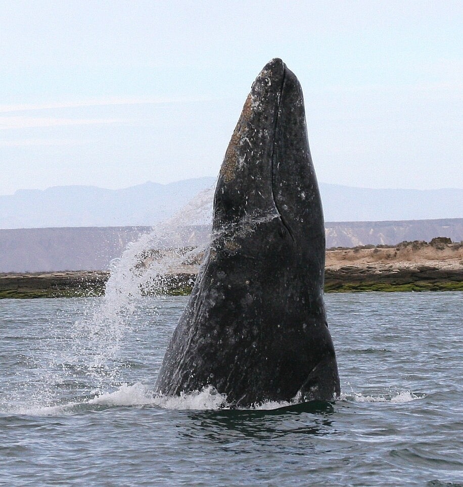 번식지인 멕시코 석호에서 물 위로 뛰어오르는 귀신고래. 스티븐 스워츠 박사, 미 국립해양대기청 제공.