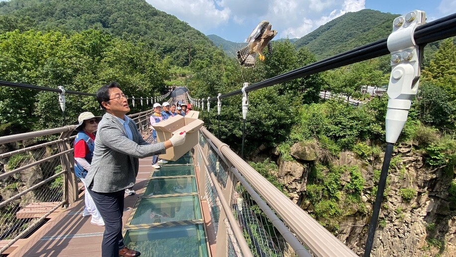 방생되는 황조롱이. 경기도 제공