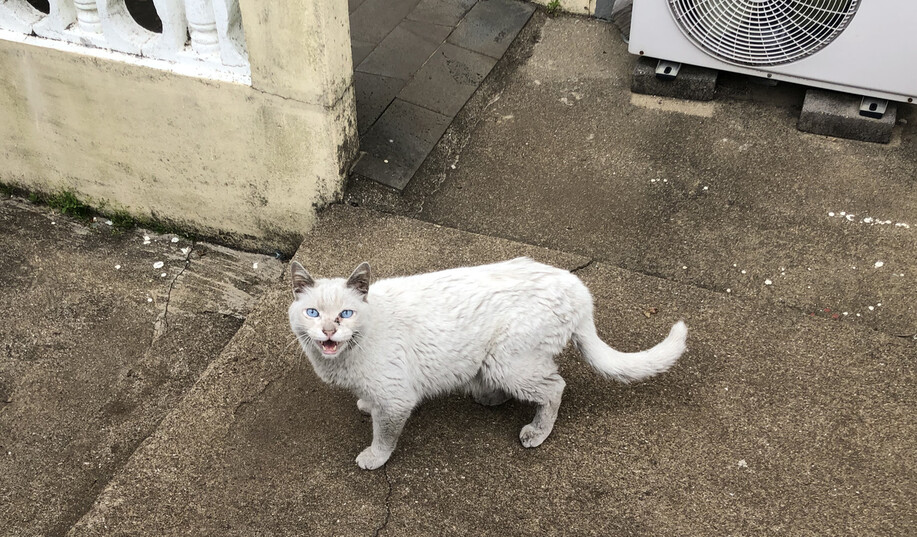 길고양이 때의 히끄의 모습이 겹쳐 보이는 흰 고양이가 오조리에 나타났다.