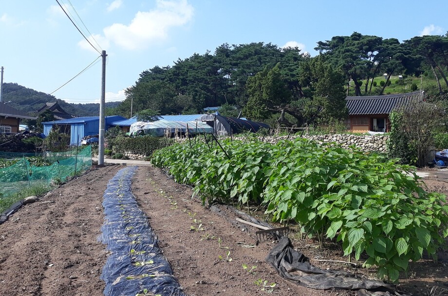 아산 염치읍의 한 마을에 서 있는 향나무에는 비극적인 사연이 숨어있다. 한반도통일역사문화연구소 제공