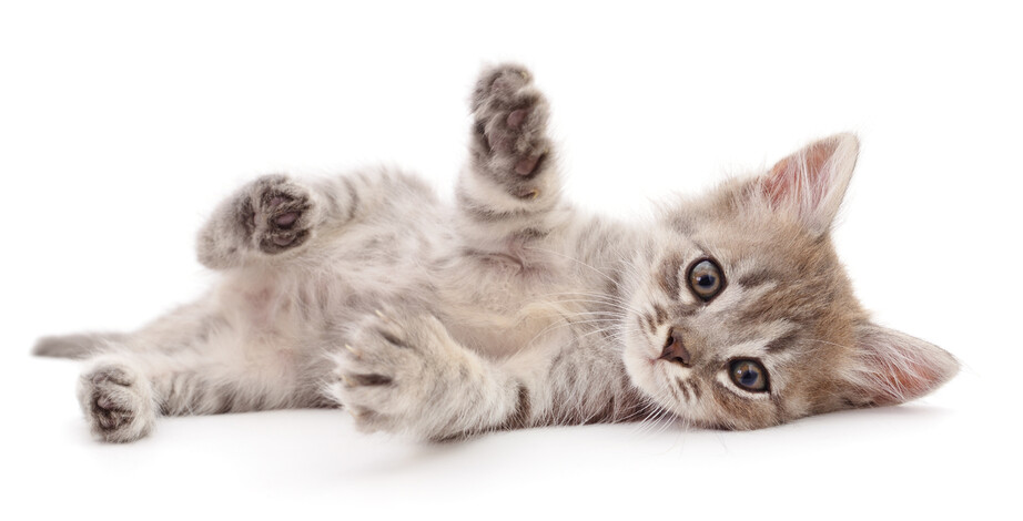 새끼 고양이의 성장 속도는 매우 빨라 1살이면 사람으로 15살, 2살이면 24살에 해당한다. 게티이미지뱅크