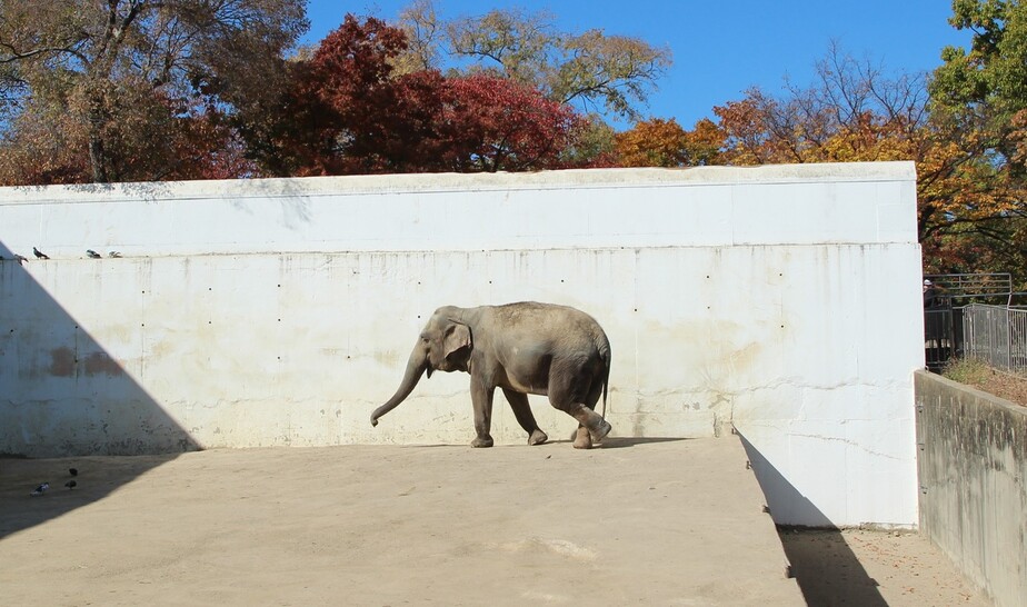코끼리의 발 건강은 생명과 직결된다. 흙바닥이 아닌 딱딱한 콘크리트 바닥으로 된 방사장에 나와 있는 코끼리. 어웨어 제공
