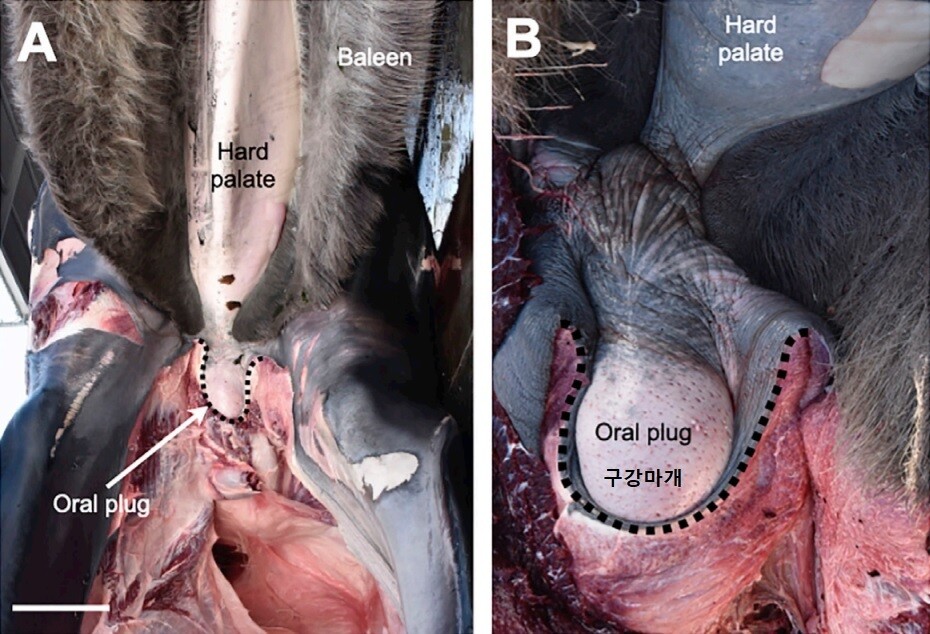 큰고래의 입을 벌린 모습. 중앙에 둥근 기관이 다른 동물에 없는 구강 마개이다. 켈시 길 외 (2022) ‘커런트 바이올로지’ 제공.