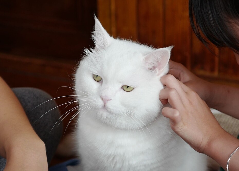 반려인 경력이 6년밖에 되지 않았지만, 여러 병원을 다녀본 결과 좋은 동물병원에는 공통점이 있었다.