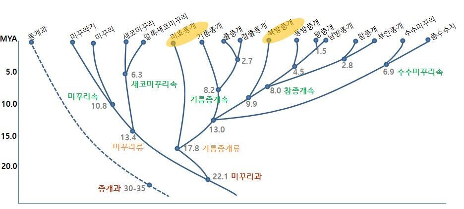 우리나라 미꾸릿과 어류의 종이 분화해 나간 경로와 연대 추정도. MYA는 100만년을 가리킨다. 김익수 교수 제공.