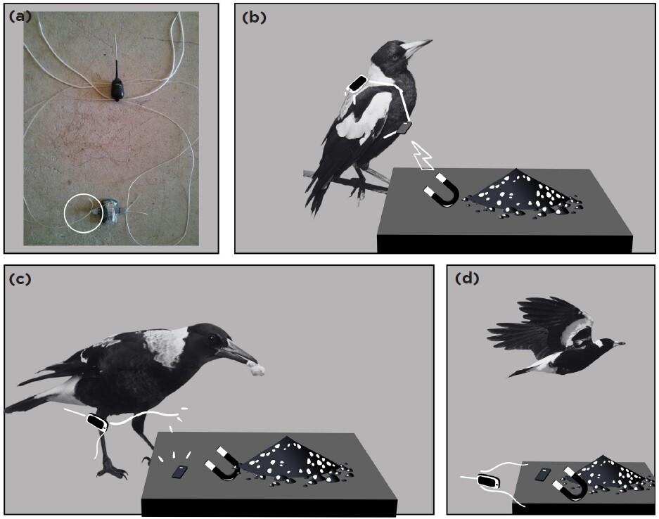새를 포획하지 않고도 데이터를 회수할 수 있는 새로운 개념의 위성 추적장치 개념도. (a) 추적장치(본체의 길이 1.5㎝, 원은 장치가  탈부착하는 연결고리) (b)∼(d) 먹이터에 온 새의 추적장치가 자석의 힘으로 떨어져 나와 회수되는 모습. 사진 롭 애플비, 그림 조엘 크램프턴 외 (2022) ‘호주 현장 조류학’ 제공.