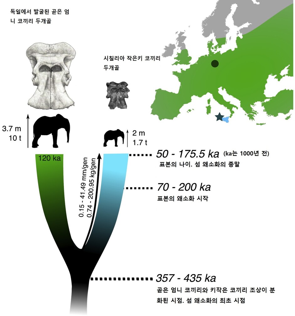 거대 곧은 엄니 코끼리와 왜소한 작은 키 코끼리가 공통의 조상에서 분화해 따로 진화한 계통도. 시나 발레카 외 (2021) ‘커런트 바이올로지’ 제공