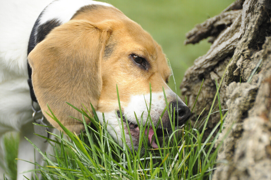 개가 풀을 뜯어먹는 것을 흔히 불편한 장을 청소하기 위한 행동으로 설명하지만, 건강한 개들도 일상적으로 하는 행동이다. 게티이미지뱅크