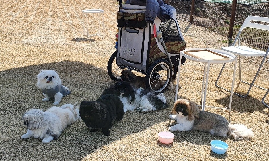 온갖 놀이기구로 가득찬 사람 놀이터와 달리 개 놀이터는 흙에 잔디를 심어놓은 게 고작이지만 개들은 간만에 야외로 나온 게 좋은지 코를 킁킁거리며 돌아다닌다.