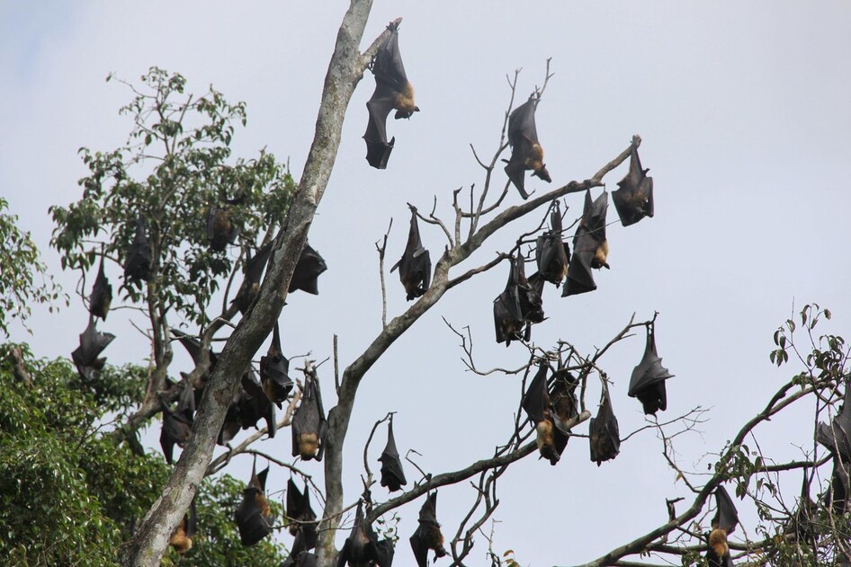 스리랑카에서 대형 과일박쥐 무리가 나뭇가지에 매달려 쉬고 있다. 피터 반데르 슬루스, 위키미디어 코먼스 제공.