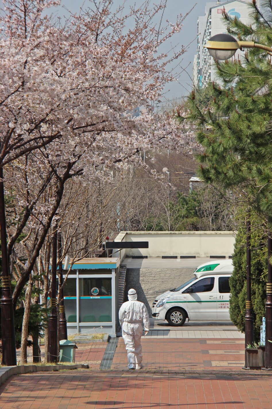 코로나19 확진판정을 받은 환자 320여명이 입원치료중인 대구의료원에도 봄이 찾아와 정원에 있는 나무에 꽃이 피고 있다. 대구의료원 제공