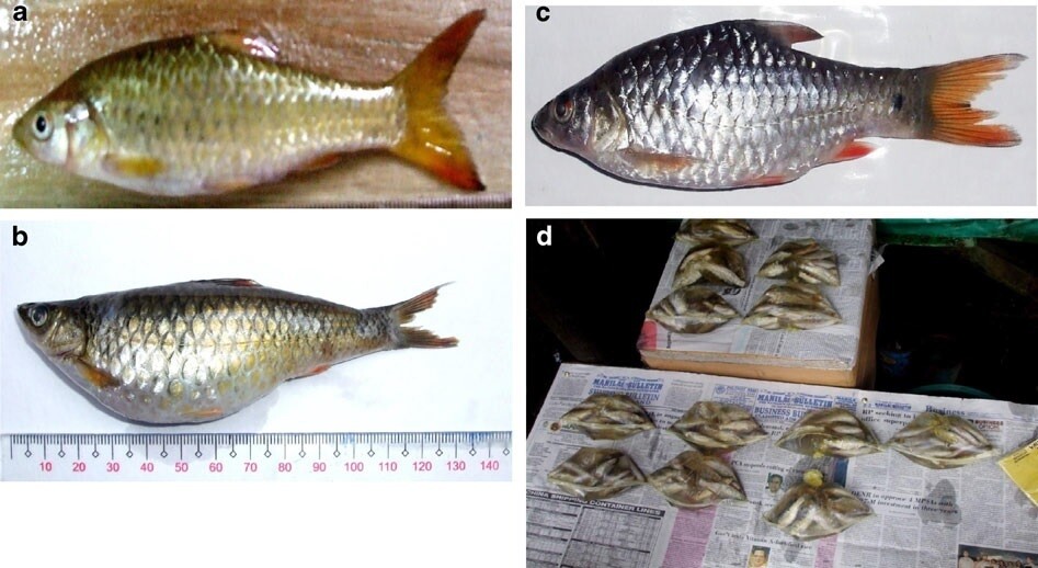 라나오 호의 고유 담수어(a∼c). 어시장에서 비닐에 담겨 판매되는 모습(d). 글라디스 이스마일 외 (2014) ‘어류 환경 생물학’ 제공