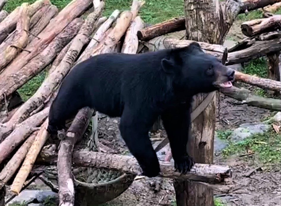 지난달 청주동물원에서 촬영된 반달가슴곰. 동물원으로 옮겨와 보호를 받으며 새삶을 꾸리고 있다. 녹색연합 제공