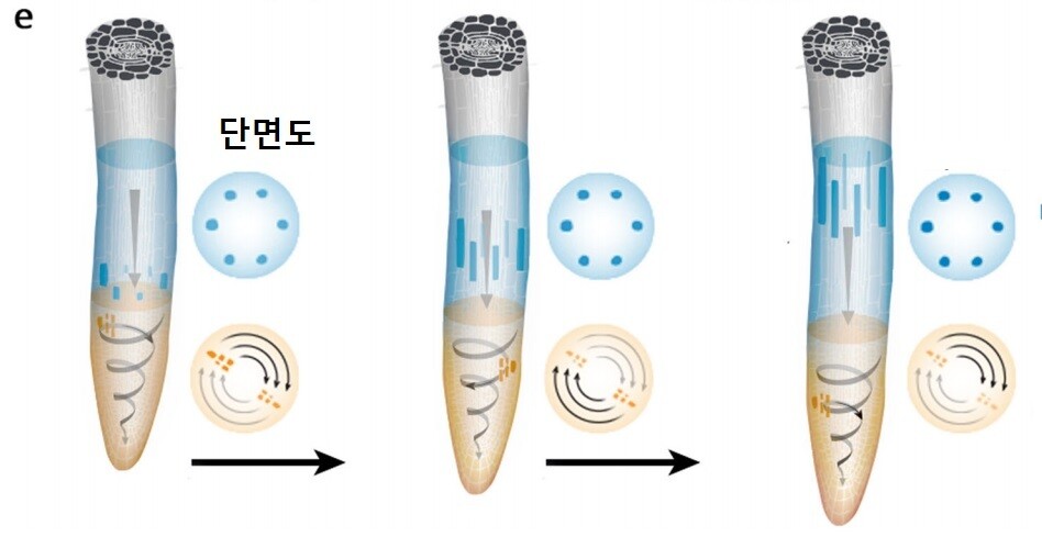 뿌리 끝 세포핵의 움직임. 끄트머리에서는 나선형 운동 그 아래는 선형 운동을 하는 모습이 보인다. 허 양지에 외 (2021) 네이처 커뮤니케이션즈 제공