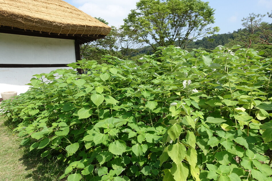 충남 서천군 한산모시관에서 재배되고 있는 모시풀. 잎은 식용으로, 줄기는 섬유로 쓰인다.