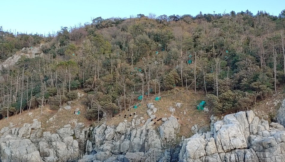 경남 통영시 가왕도. 소나무재선충병 방제작업을 2017년 상반기 이후 2년 동안 중단하면서, 섬 전체 소나무가 소나무재선충병에 몰살당했다.