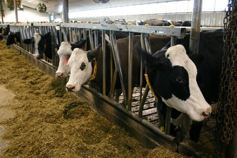 소는 낙농업의 최대 이익을 위해 체계적이고 반복적으로 학대와 폭력에 노출되어 있다. PETA 제공