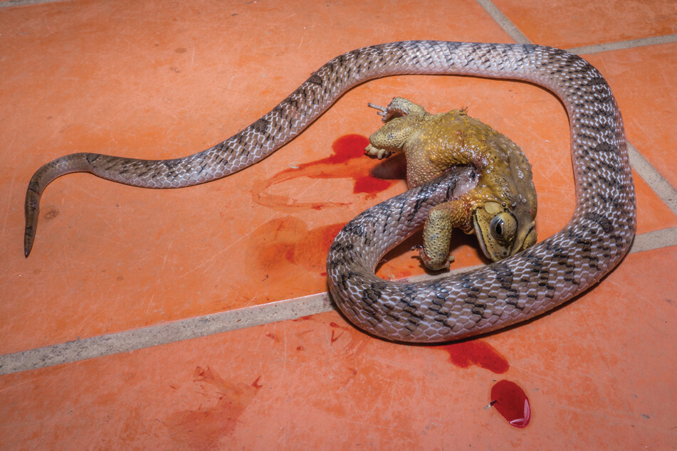 베트남에서 확인된 쿠크리 뱀 일종이 두꺼비의 내장을 먹는 모습. 여러 차례 ‘죽음의 회전’을 했다. 헨리크 브링수 외 (2021) ‘허피토조아’ 제공