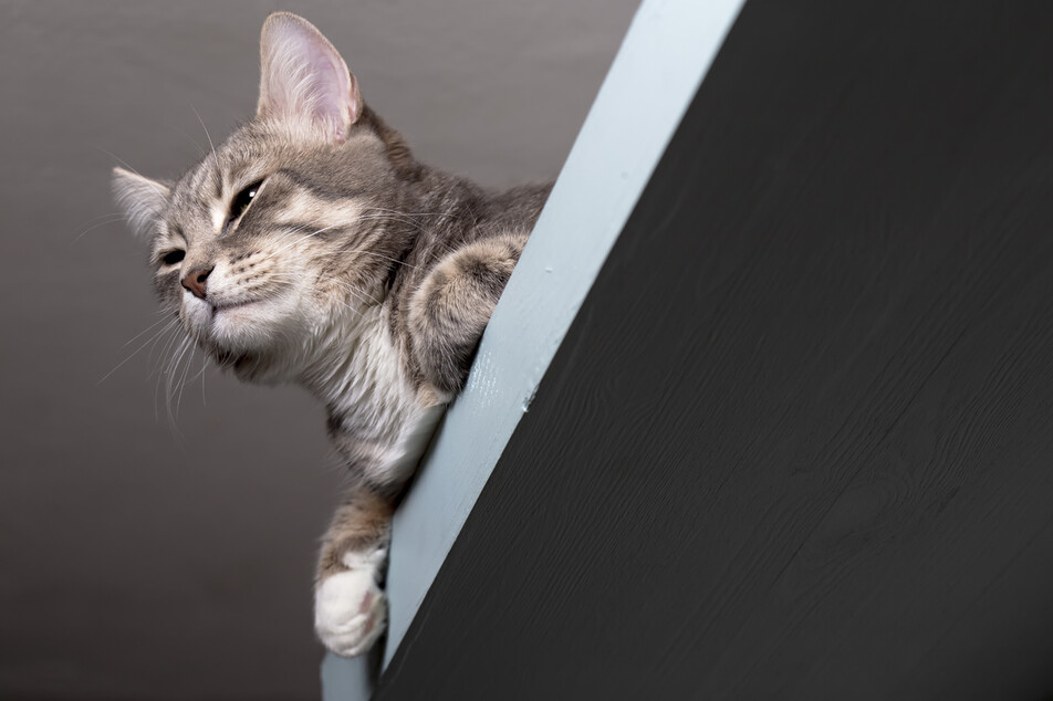고양이는 높은 곳에서 자기 영역을 조망하길 원한다. 게티이미지뱅크
