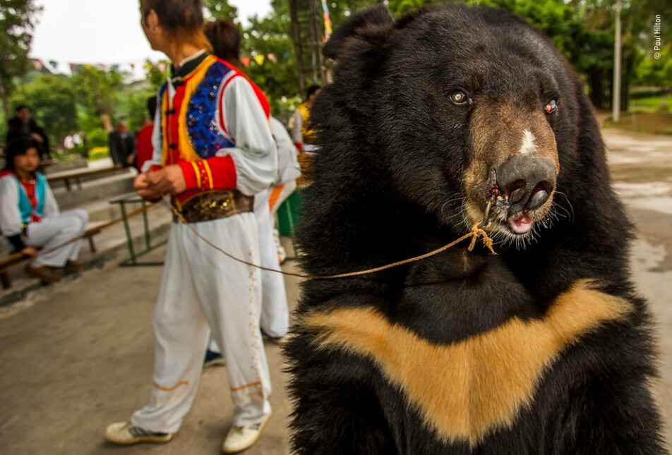 영국 사진가 폴 힐튼의 수상작은 중국 광시족자치구 놀이공원에서 찍은 눈먼 반달곰을 이용한 관광을 담았다. 곰에 대한 고문이 분명하다. 폴 힐턴, 2020 올해의 야생동물 사진가 공모전 제공