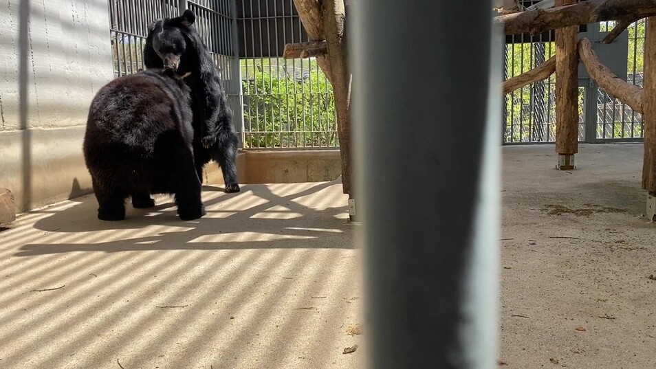 지난 4월21일 전북 전주시 전주동물원에서 구출 사육곰 ‘곰이’의 합사가 진행됐다. 어미 곰 ‘반이’와의 첫 만남. 녹색연합 제공