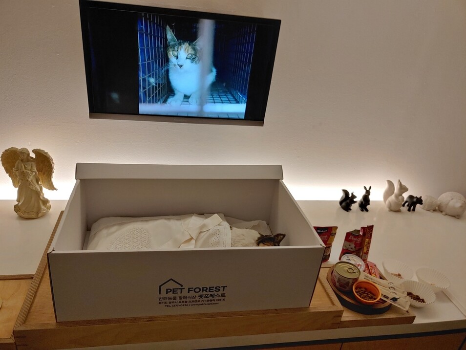 수원시 조원동 재개발 지역에서 살던 7살 고양이 ‘비쥬’가 지난 1월20일 사체로 발견됐다. 당시 비쥬의 턱뼈는 부서져&nbsp; 있었고, 두 발도 꺾인채 발견됐다.