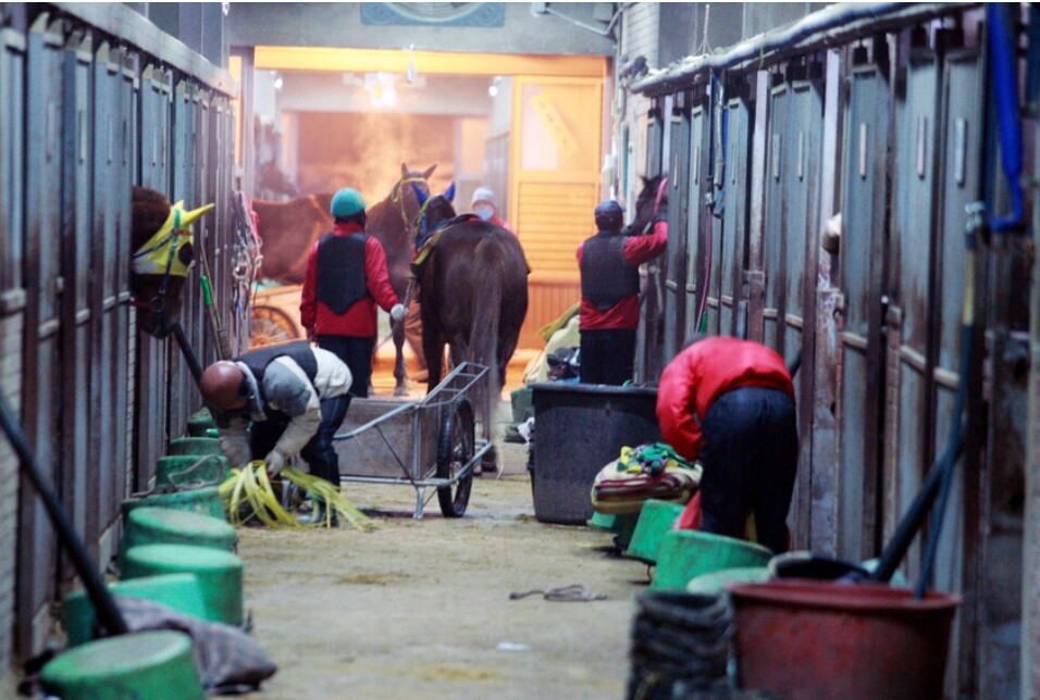 말을 관리하는 서울경마장 마필관리사들의 모습. 전국경마장 마필관리사 노조 제공.