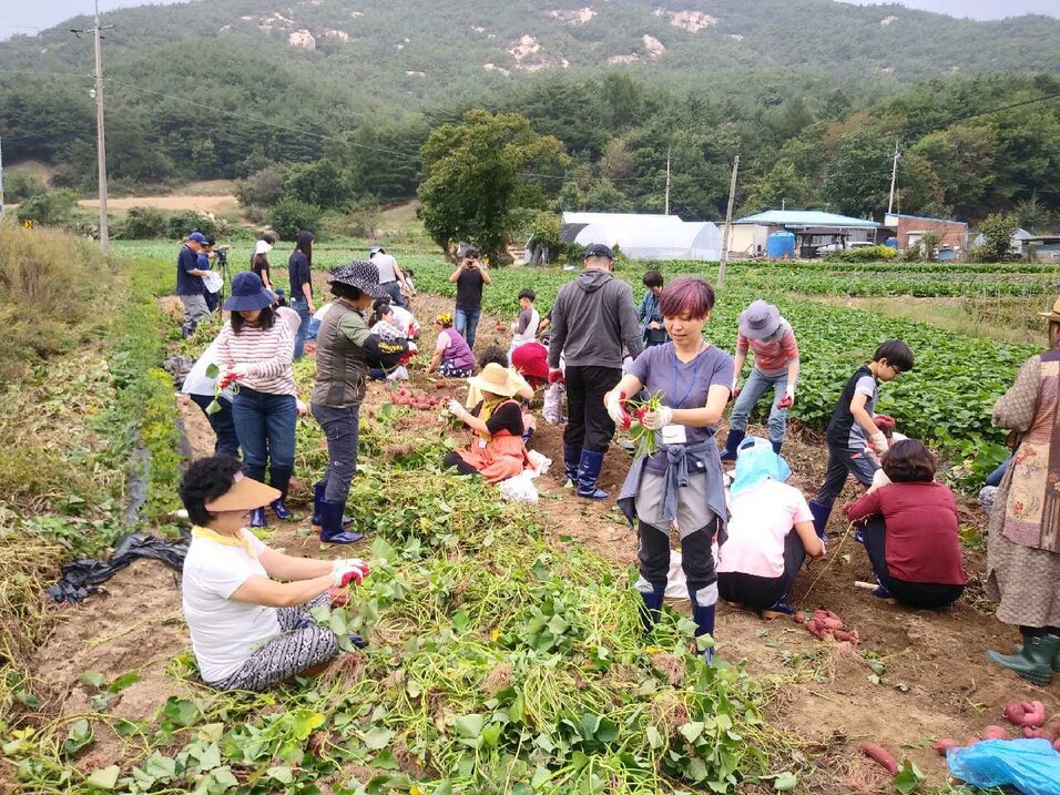 서울 시민들이 괴산 청천면 서울농장에서 농촌 체험을 하고 있다. 괴산군 제공