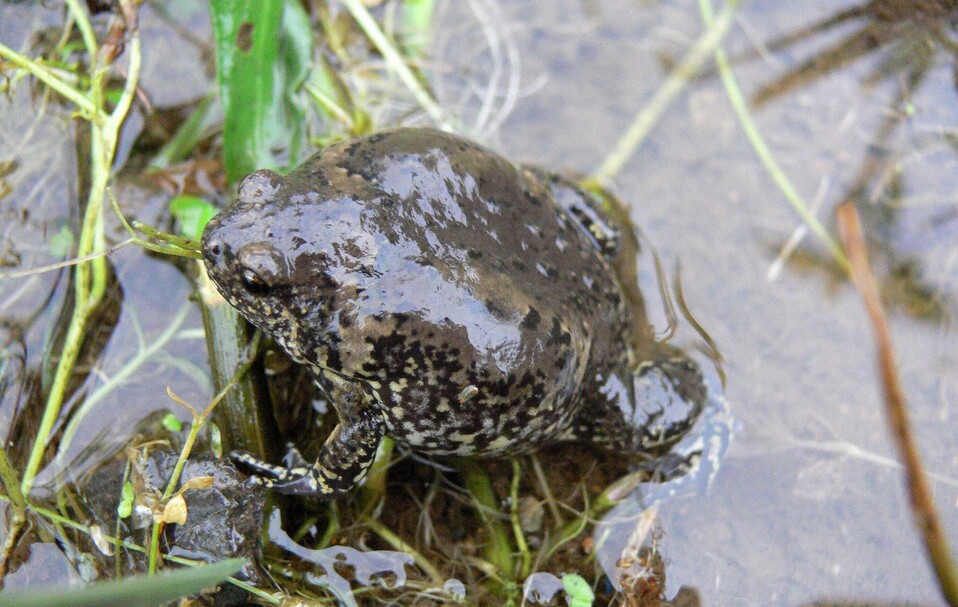 ‘은둔 개구리’ 맹꽁이는 다른 개구리들과 달리 장마철에 짝짓기를 시작한다. 국립생물자원관 제공