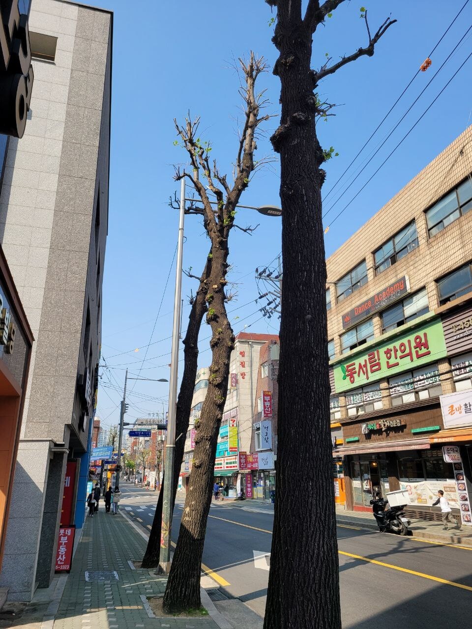 지난 19일 서울 광진구 구의로의 튤립나무 가로수들. 오랫동안 강한 가지치기에 노출돼 생육상태가 좋지 않았다.