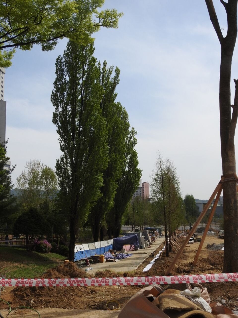 지난 23일 서울 보라매공원 동쪽 경계에 미루나무들이 서 있다. 옆에선 신림선 경전철 공사 마무리 작업이 진행되고 있다. 공사장 쪽 키 작은 메타세콰이어가 공원 쪽 우람한 미루나무와 대조적이다. 보초맘 제공