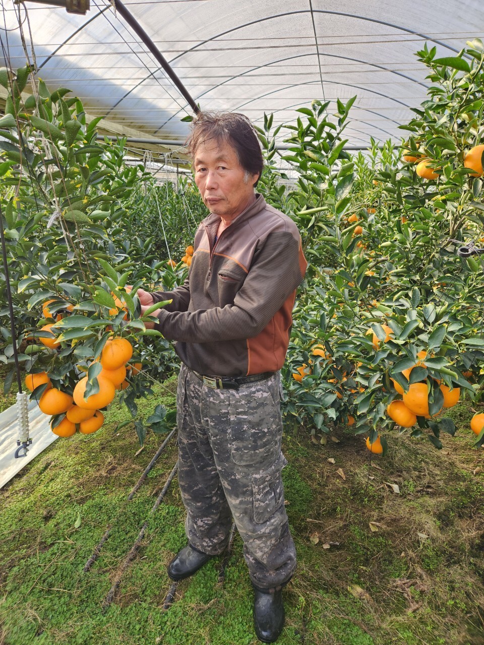 영동군 심천면 이병덕씨가 자신이 기른 만감류를 살피고 있다. 영동군 제공