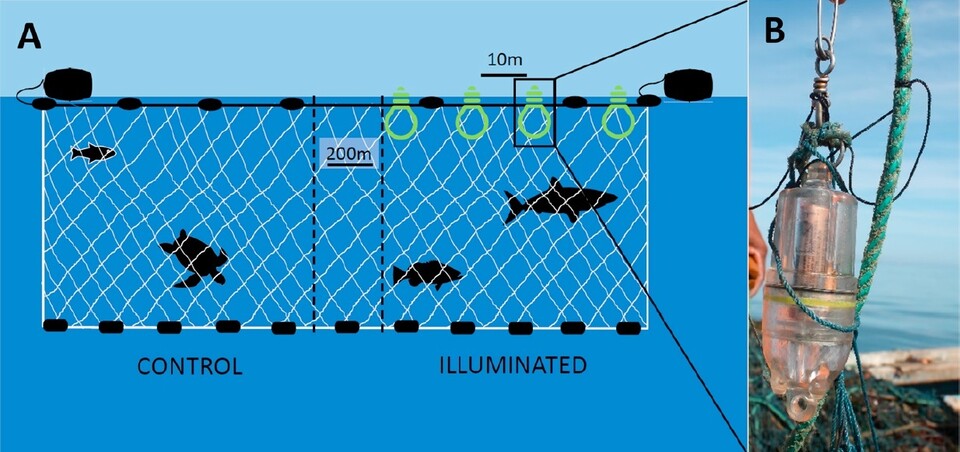 연구자들은 종래의 자망과 불을 밝힌 자망을 200m 간격으로 설치하고 실제 조업을 해 걸리는 해양동물을 비교했다(A). 오른쪽은 자망에 설치한 엘이디 등. 프로델피누스 제공.