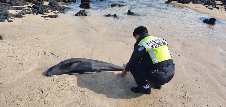 지난달 24일 제주시 구좌읍 한동리 해안에서 죽은 채 발견된 상괭이. 제주해양경찰서 제공