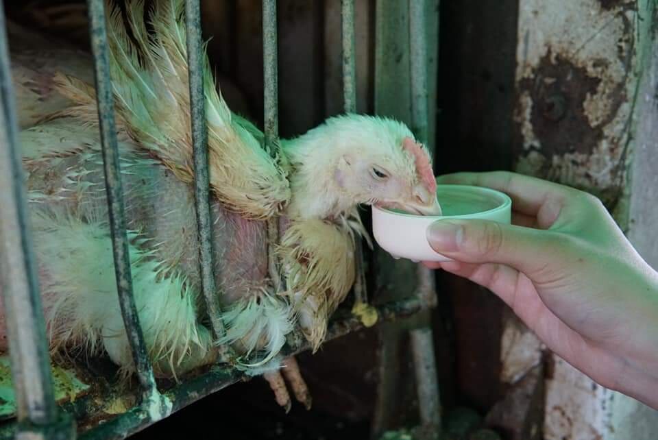 인간이든 비인간 동물이든 그 누구라도 고통받는 상황에서 구조될 권리가 있다. 디엑스이 제공