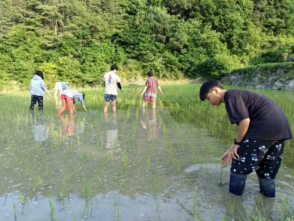 농부들과 함께 모내기를 하는 실상사 작은학교 학생들