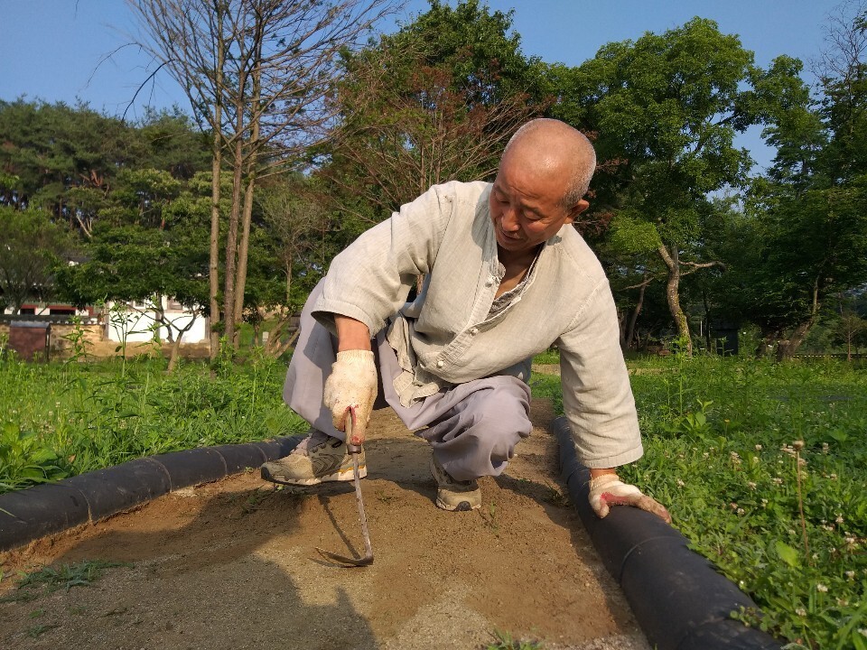 새벽 울력중인 도법 스님