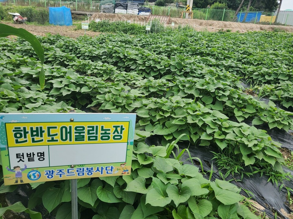 광주 탈북민 봉사단체 드림봉사단이 일구고 있는 한반도어울림농장 전경.드림봉사단 제공