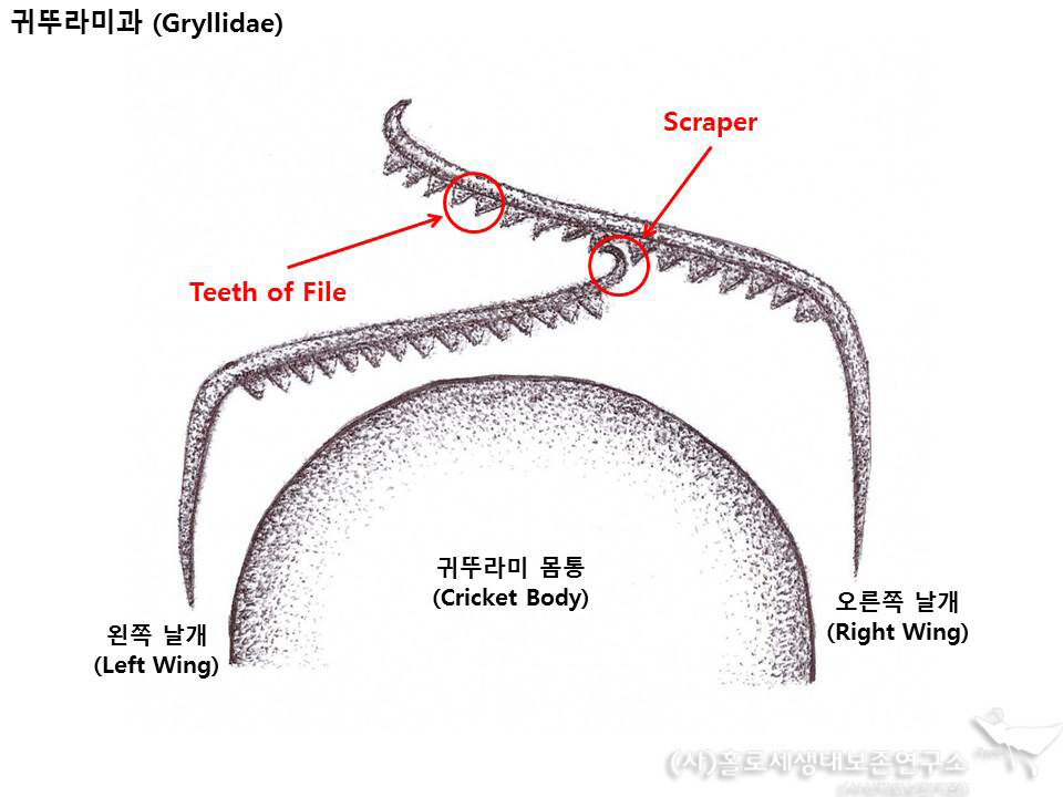 왕귀뚜라미 소리 내는 법. 이강운 제공.