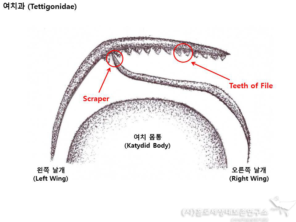 긴꼬리쌕쌔기 소리 내는 법. 이강운 제공.