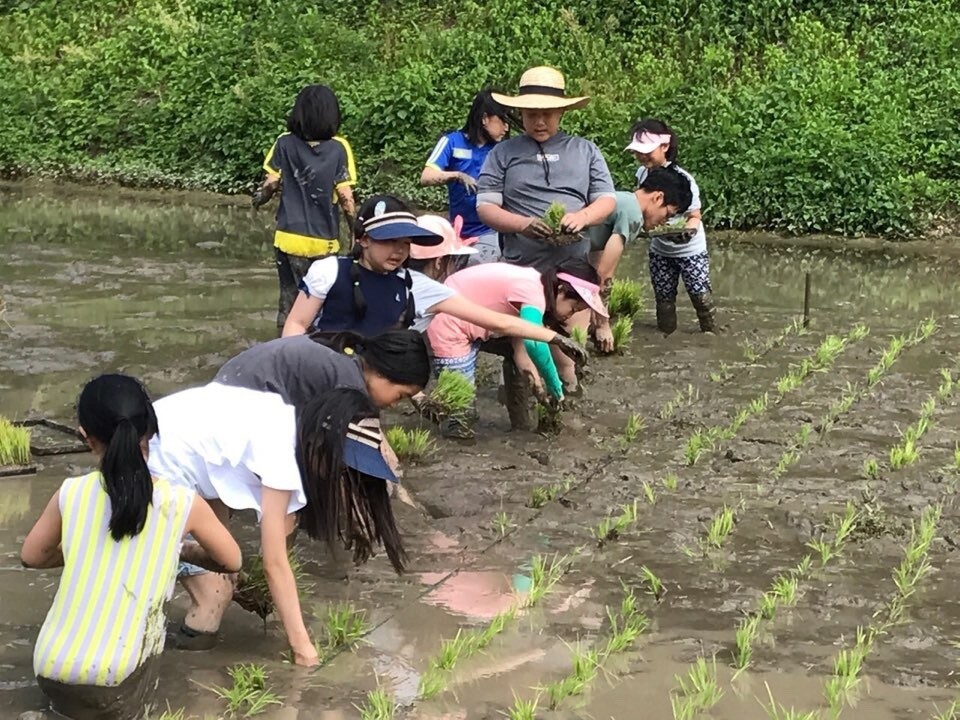 쌍샘자연학교에서 모내기를 하는 쌍샘자연교회 교인들과 아이들. 사진 쌍샘자연교회 제공