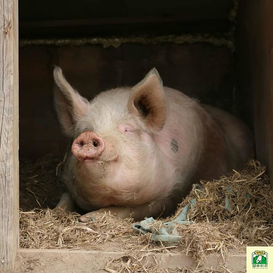 살아남은 돼지 새벽이는 생추어리에서 매일 코로 흙을 파고, 진흙 목욕을 하고 일광욕을 즐기는 돼지로서의 일상을 살아가고 있다. 새벽이생추어리 제공